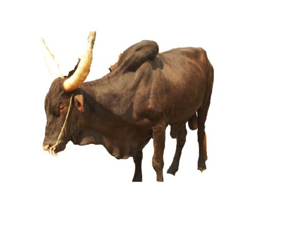 Big Cow
